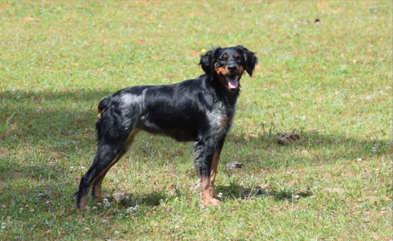 Lakota Hannahatchee Kennels